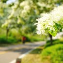 이팝나무길 이미지