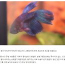 물고기