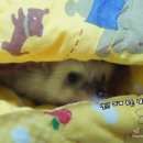 또찌PC 네이버블로그