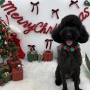 호빵펫살롱 이미지