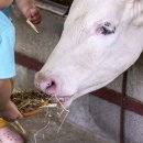 송이목장 이미지