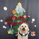 다원하개 이미지