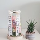 비누꽃코리아 이미지