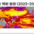 백화