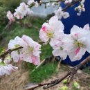 삼색도화 꽃 이미지