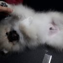 멍이랑몽이 미용 이미지