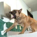 개판오분전 이미지