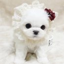 해피애견 이미지