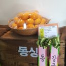 제주감귤농업