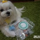 기억하개 이미지