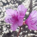봄 꽃~ 이미지