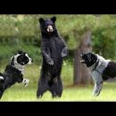 도그클럽 이미지