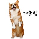 부산애견대학 이미지