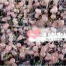 베이비엔젤스 이미지