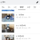 멍이랑냥이랑