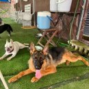 서촌동 댕번지 이미지