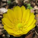 야생화그리기 이미지