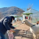 올라알파카 카페 이미지