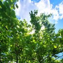 구름이 쉬는 나무 이미지