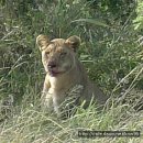 아프리카 탄자니아 세렝케티(Serengeti)국립공원 동물의 왕국 이미지