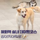 강아지대학로 | 혜화 놀거리 애견카페 강아지대학로 실내 데이트코스 방문후기