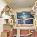 페페로미아 | 스트레스 최소화! 동탄고양이미용 전문 페페로미아 후기