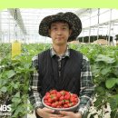 [역전의부자농부 247회] 딸기 체험 농장으로 연 매출 2억 5천만 원! 인천 강화 이상준 부자농부 이미지