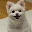 예뻐질개 이미지