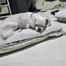 노산동물병원 이미지