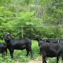 토고미농장 이미지