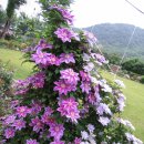 클레마티스 이미지