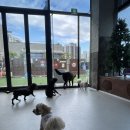 몽글몽글애견유치원 이미지