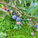 삼대농장 이미지