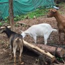 합천황토펜션숲 이미지