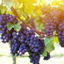 임고농업협동조합 이미지