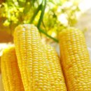 파파스라이어 이미지