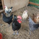 푸드패밀리 이미지