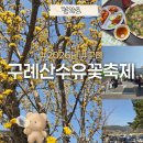 축제-04 | 2026 구례 산수유 꽃축제 방문 후기 / 먹거리, 주차, 셔틀버스, 개화 상태, 정보까지 현실 후기