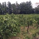 남원읍-74 이미지