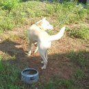 예쁜강쥐 이미지