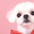 퀸펫살롱 이미지