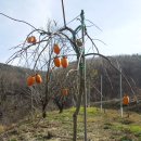 수양1 농장 이미지