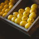 레몬의 꿈 이미지