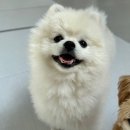 댕스얼랏 이미지