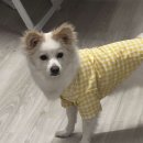 안녕, 강아지
