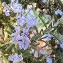 로즈마리 이미지