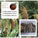 찰옥수수뻥/옥수수차/가마솥수제조청(약도라지.생강.무.쌀)갱엿(찰수수.옥수수엿) 이미지