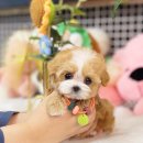 펫글타운 | 분당강아지분양 고민 끝에 찾은 펫샵추천