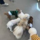 놀다올개 이미지