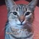 CAT 네이버블로그